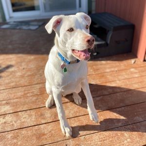 Meet your Posher, Alex